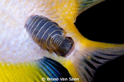 Isopod by Bruno Van Saen 